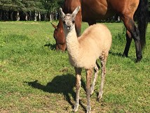 Historic animal at Diamond M Ranch connected to Matti's Farm activities
